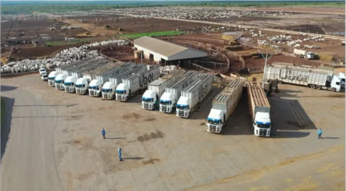 Viu esta? Transporte boiadeiro modernizado garante mais conforto e qualidade