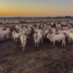 'Hotel, só que de boi': entenda como funciona um boitel