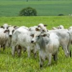 escalas de abate mais curtas seguem puxando preços pecuária bovina, boi gordo, Nigéria