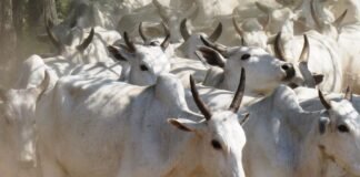 preços ultrapassam R$ 230 a arroba boiada, carne orgânica do Pantanal, boi