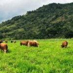 Pecuária: saiba como planejamento nutricional pode diminuir custos e aumentar produção