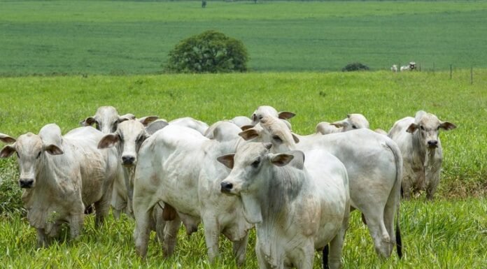 pecuária bovina, boi gordo, Nigéria