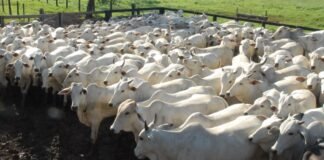 atualização de rebanho bovino, preços, arroba do boi gordo, pecuária, boi