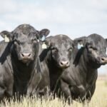 Angus lança novos cortes de carne premium de cruzamento com raças leiteiras na Expointer associação brasileira de angus