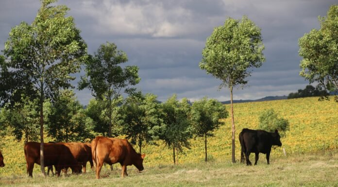 bovino de corte; pecuária de corte