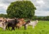 Goiás quer avançar no combate à brucelose e à tuberculose bovina