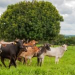 Campanha de vacinação contra brucelose termina em 31 de agosto em SP Goiás quer avançar no combate à brucelose e à tuberculose bovina