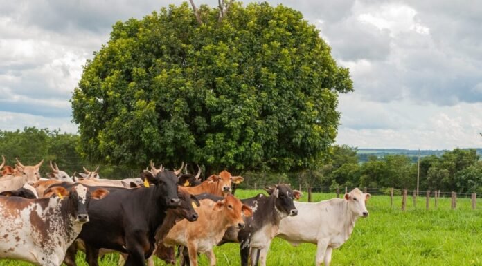 Goiás quer avançar no combate à brucelose e à tuberculose bovina