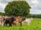 Goiás quer avançar no combate à brucelose e à tuberculose bovina