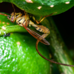 Federico_Figueroa_Cabezas_iNaturalist_Research-grade_Observations - Se um dia chegarem, pragas como a Anastrepha curvicauda poderão se tornar uma preocupação constante para os agricultores