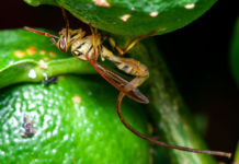 Federico_Figueroa_Cabezas_iNaturalist_Research-grade_Observations - Se um dia chegarem, pragas como a Anastrepha curvicauda poderão se tornar uma preocupação constante para os agricultores