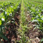 Alvadi Balbinot - Nos experimentos foram identificados três modelos de produção mais lucrativos, que incluem a braquiária, a aveia preta e o trigo no sistema produtivo