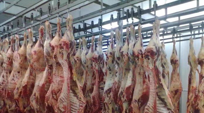 frigorífico, preço da carne bovina