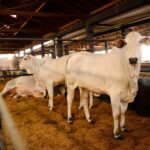 ExpoGenética 2024 ultrapassa faturamento da edição anterior e projeta recorde absoluto ExpoGenética 2024 ultrapassa faturamento da edição anterior e projeta recorde absoluto