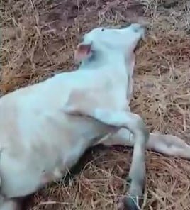 Geada provoca a morte de mais de 100 bois em Mato Grosso do Sul