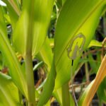 Inteligência artificial analisa temperatura das folhas para identificar necessidade de água Otto Souza - A tecnologia utiliza como base o balanço de energia das folhas e pode contribuir para a tomada de decisões mais precisas no manejo da irrigação