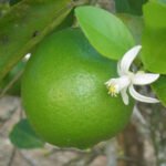 Léa Cunha - Laboratório foi reconhecido como apto para emitir laudo para verrugose dos citros