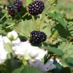 Rodrigo Franzon - A nova amora BRS Karajá é indicada para congelamento, processamento ou consumo fresco