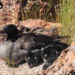 Oito patinhos-mergulhões nascem no Jalapão e representam esperança para a conservação da espécie