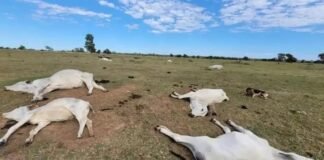 gado morto por onda de frio no Pantanal