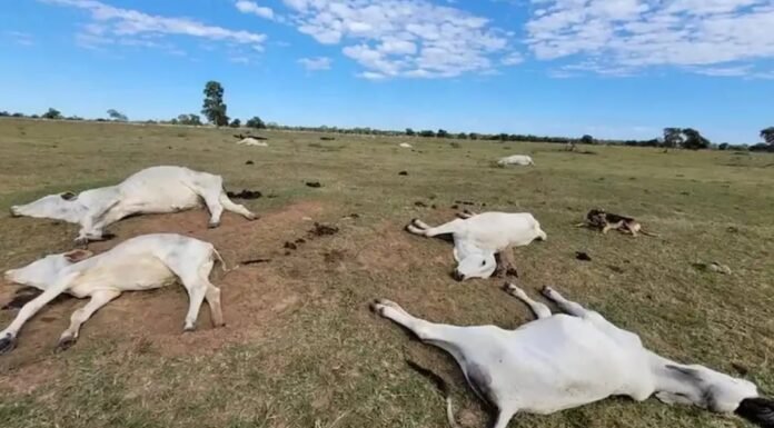 gado morto por onda de frio no Pantanal