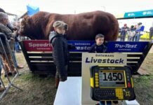 Peso recorde de 1.450 kg garante bicampeonato ao touro Hudson na Expointer