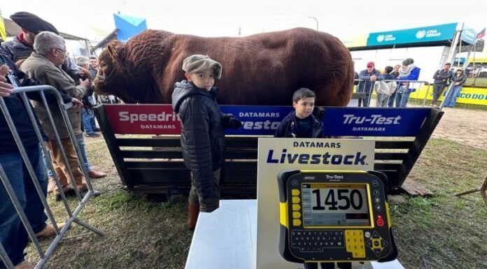 Peso recorde de 1.450 kg garante bicampeonato ao touro Hudson na Expointer Peso recorde de 1.450 kg garante bicampeonato ao touro Hudson na Expointer