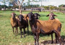 Gisele Rosso - Os resultados do estudo colaboram para a seleção de animais e raças ovinas mais resistentes