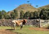 Alexandre Floriani - O melhoramento genético deve resultar em animais com qualidade de carcaça e da carne, mantendo as características adaptativas que a raça alcançou por meio da seleção natural