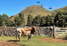 Alexandre Floriani - O melhoramento genético deve resultar em animais com qualidade de carcaça e da carne, mantendo as características adaptativas que a raça alcançou por meio da seleção natural