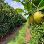 Carlos Ronquim - O valor do indicador para a produção de laranjas estimado pode servir de referência para o mercado voluntário de carbono