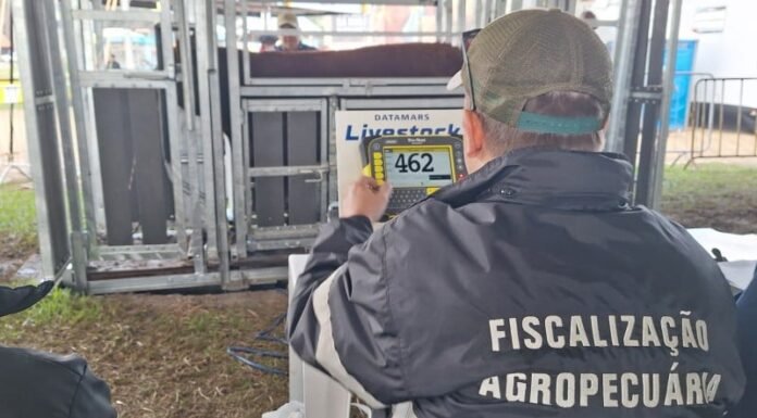 Expointer: animais são analisados e examinados para entrar na feira