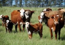 rebanho bovino furto de gado rio grande do sul boi