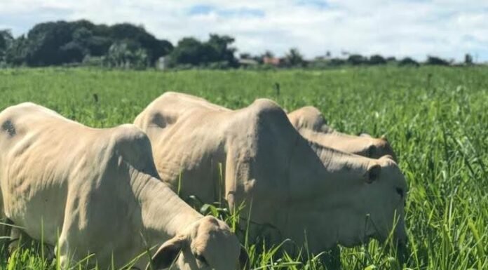 preço-do-boi-gordo