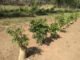 Moringa: solução sustentável para alimentar ruminantes durante a seca