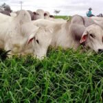 Adubação de pastagem é alternativa para pecuaristas em tempos de seca e incêndios