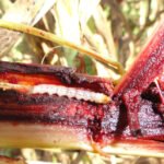 Broca-da-cana-de-açúcar é praga silenciosa da cultura do sorgo