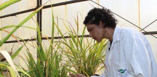 Cláudio Bezerra - Pesquisadora Angela Mehta na casa de vegetação