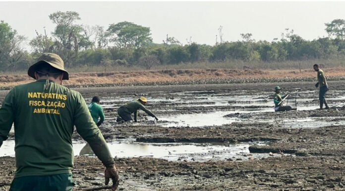 Durante Operação Gigante do Araguaia, Governo do Tocantins salva mais de 150 peixes na Ilha do Bananal