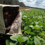Governo do Tocantins publica lei de incentivo à apicultura para promover desenvolvimento sustentável e proteção ambiental