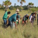 No Jalapão, artesãos e extrativistas celebram início da colheita do capim-dourado autorizado pelo Naturatins