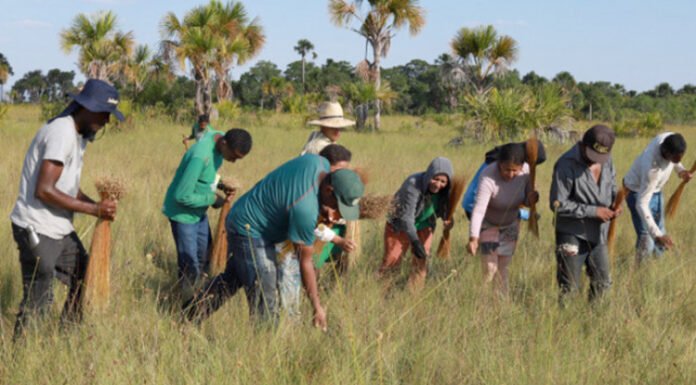No Jalapão, artesãos e extrativistas celebram início da colheita do capim-dourado autorizado pelo Naturatins