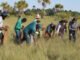 No Jalapão, artesãos e extrativistas celebram início da colheita do capim-dourado autorizado pelo Naturatins