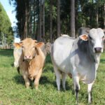 Gisele Rosso - As características do pelo influenciam a capacidade do animal em ganhar ou perder calor para o meio. Na foto acima, animais da raça Canchim