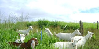 Ana Clara Cavalcante - Modelagem de sistemas indica que, com armazenamento de forragem, é possível manter rebanhos de 35 a 45 caprinos leiteiros em fazenda de 29 hectares – tamanho médio das propriedades do Semiárido