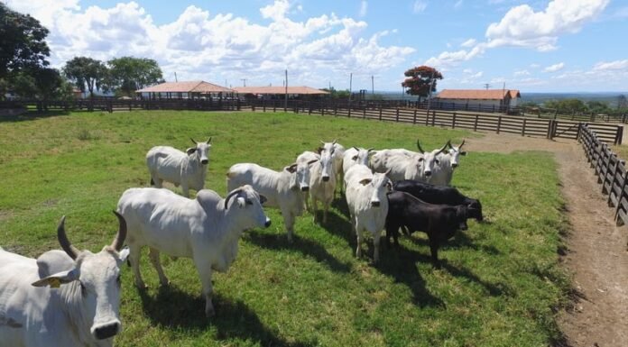 Premiação indica fazendas mais produtivas e sustentáveis do Brasil Premiação indica fazendas mais produtivas e sustentáveis do Brasil