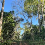 Marcus Vinício D'Oliveira - Ramal de acesso à floresta da Fazenda Iracema, no município de Lábrea (AM)