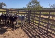 vacas guzonel cruzamento touros