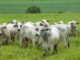 pecuária bovina, boi gordo, Nigéria