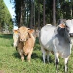 Pelagem tem influência direta na adaptação de bovinos às mudanças climáticas